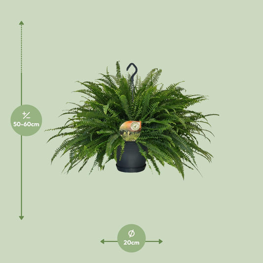 Nephrolepis Green Lady – Boston-Farn Ø20cm, Höhe 60cm