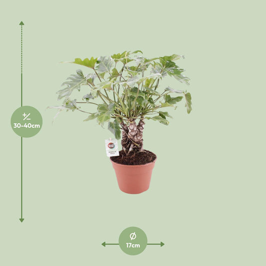 Philodendron Xanadu am Stamm – Ø17 cm Topf, ca. 40 cm hoch