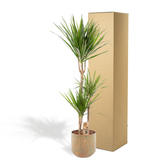 Dracaena Marginata - Drachenbaum mit Topf, 120 cm