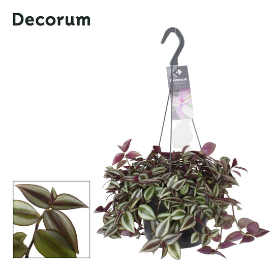 Tradescantia Zebrina Purpusii – Hängepflanze Ø17cm, Höhe 30cm