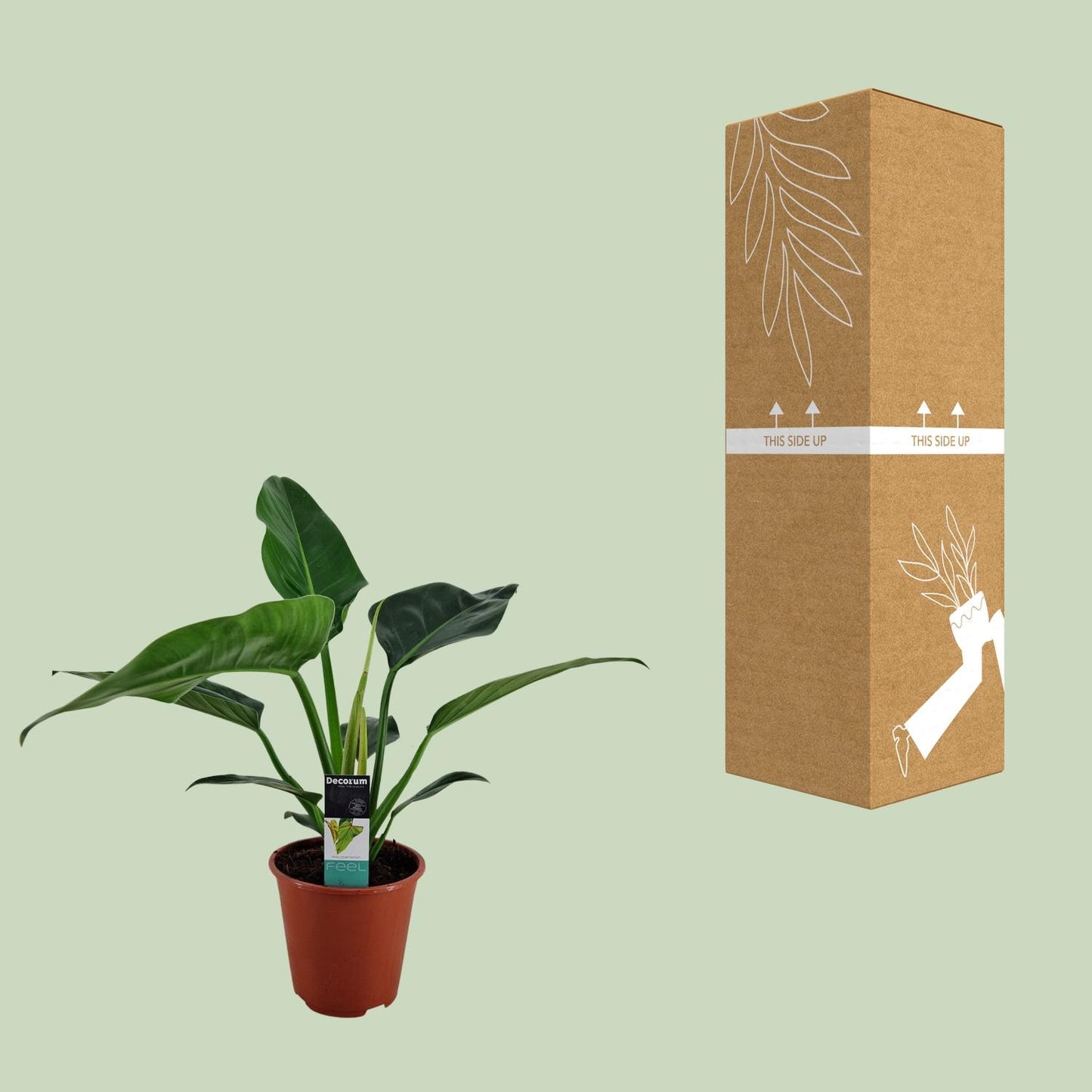 Philodendron Congo Millions Ø19cm – Pflegeleichte Zimmerpflanze