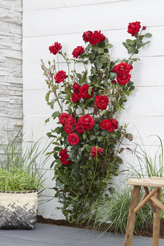 Rosa Crazy in Love 'Red' – Rote Rose Ø15cm, Höhe 65cm