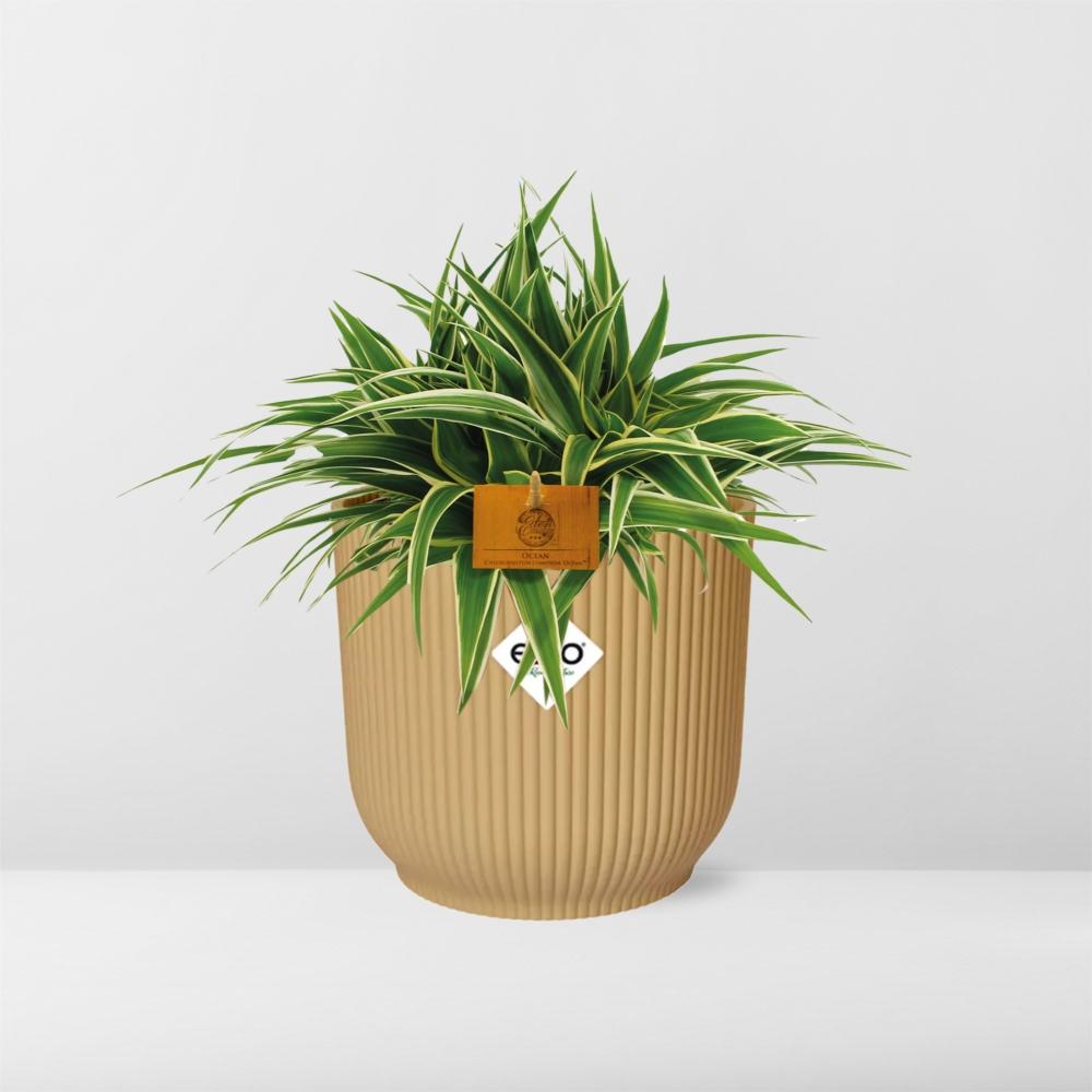 Chlorophytum Ocean 15cm in ELHO Vibes Fold 16cm Gelb