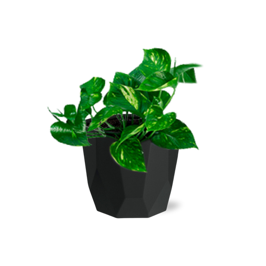 Epipremnum Pinnatum ‘Aureum’ – Pflegeleichte Geldpflanze im schwarzen Design-Topf