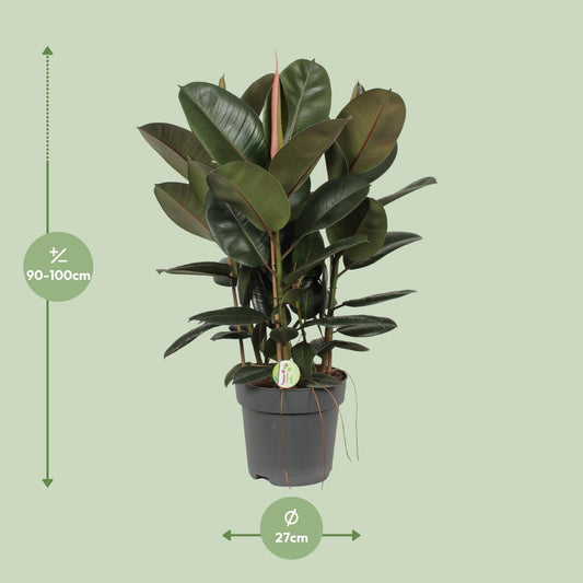 Ficus Robusta – Pflegeleichte XXL-Zimmerpflanze Ø27 cm