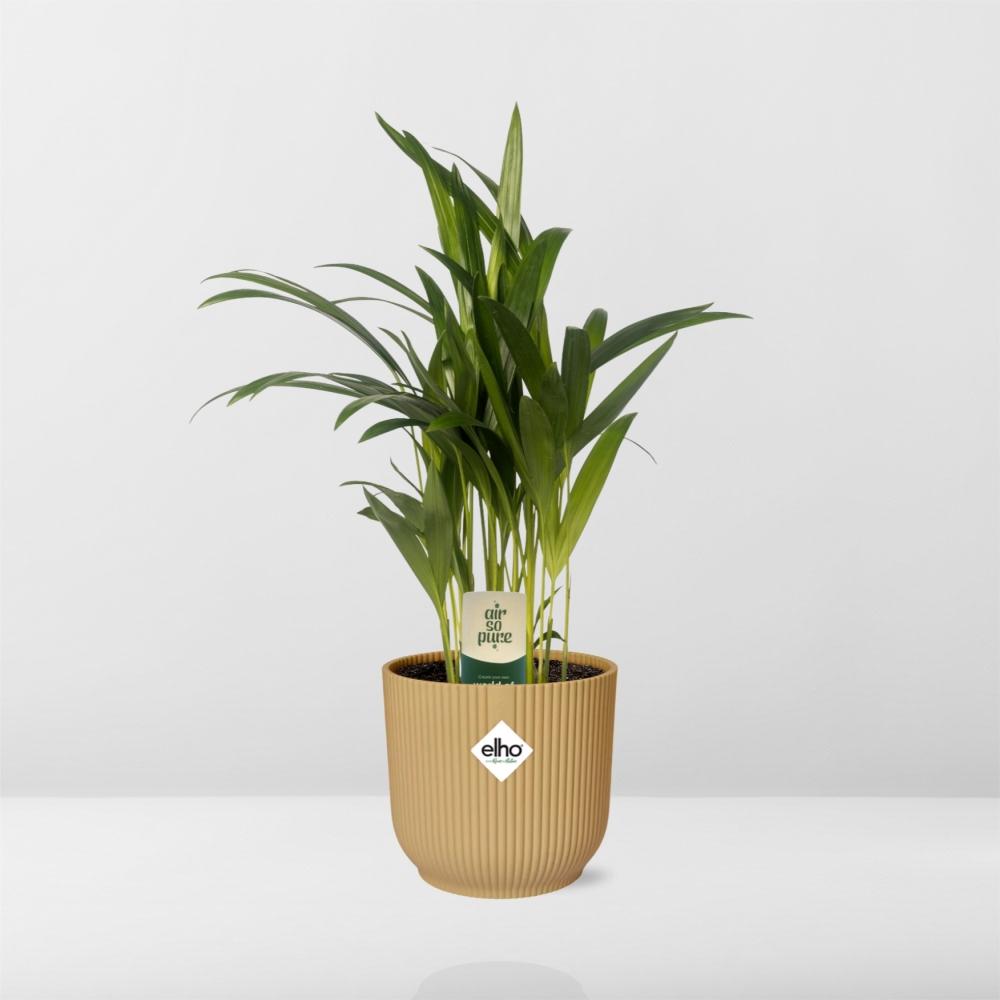 Dypsis Lutescens (Bambuspalme) 12cm im ELHO Vibes Fold Topf