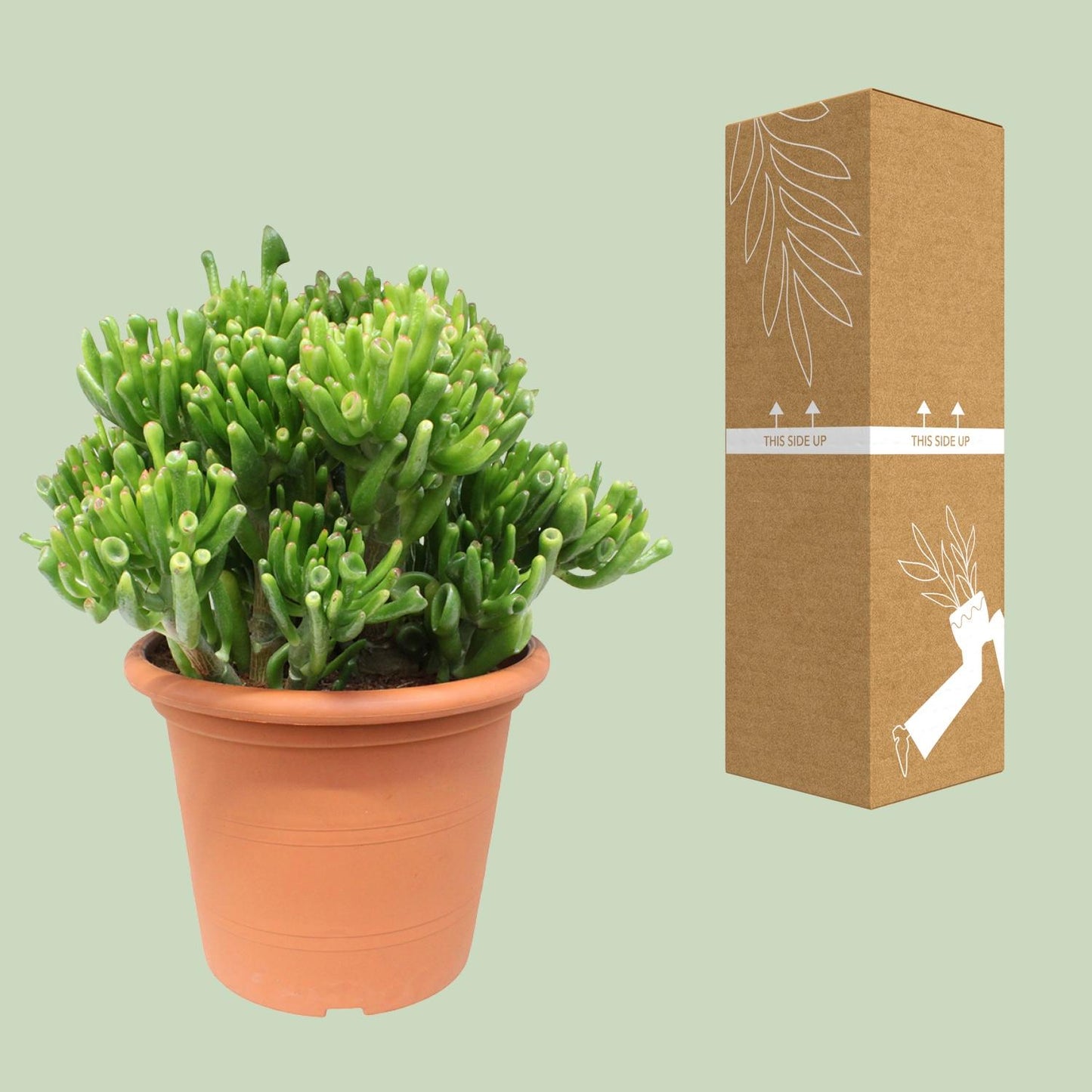 Crassula Hobbit – pflegeleichte Jade-Pflanze Ø23cm