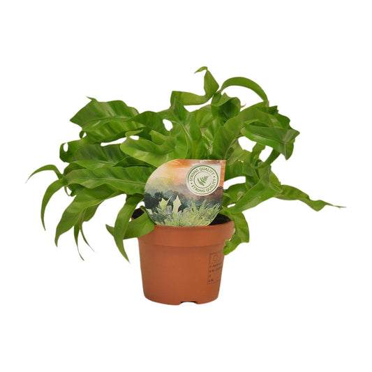 Asplenium Hurricane - Pflegeleichter Nierenfarn Ø12cm, 30cm hoch