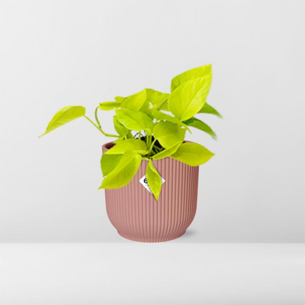 Epipremnum Pinnatum ‘Golden Pothos’ in ELHO Vibes Fold 14cm rosa