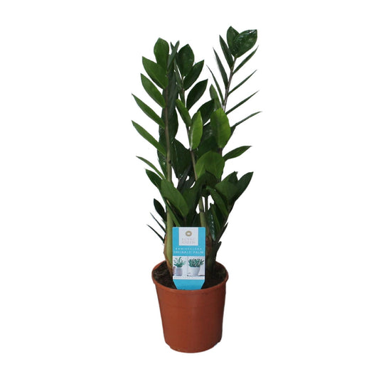 Zamioculcas Zamiifolia Ø14cm – Pflegeleichte ZZ-Pflanze