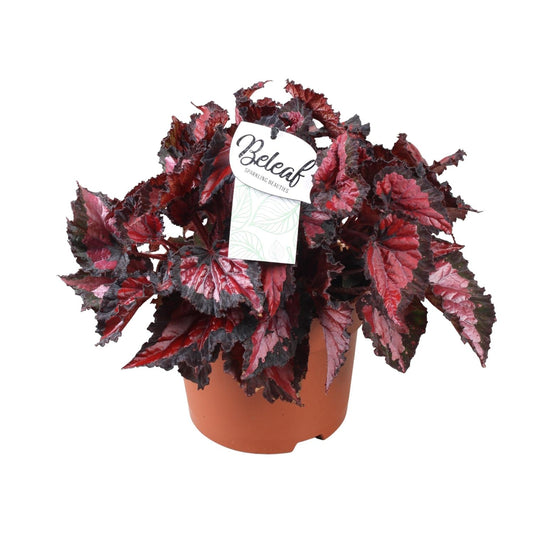 Begonia Beleaf Inca Night Ø17cm – Pflegleichte Zimmerbegonie