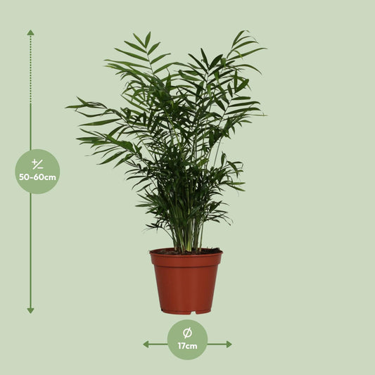 Chamaedorea Elegans – Zwerg-Gebirgspalme Ø17cm, 55cm hoch