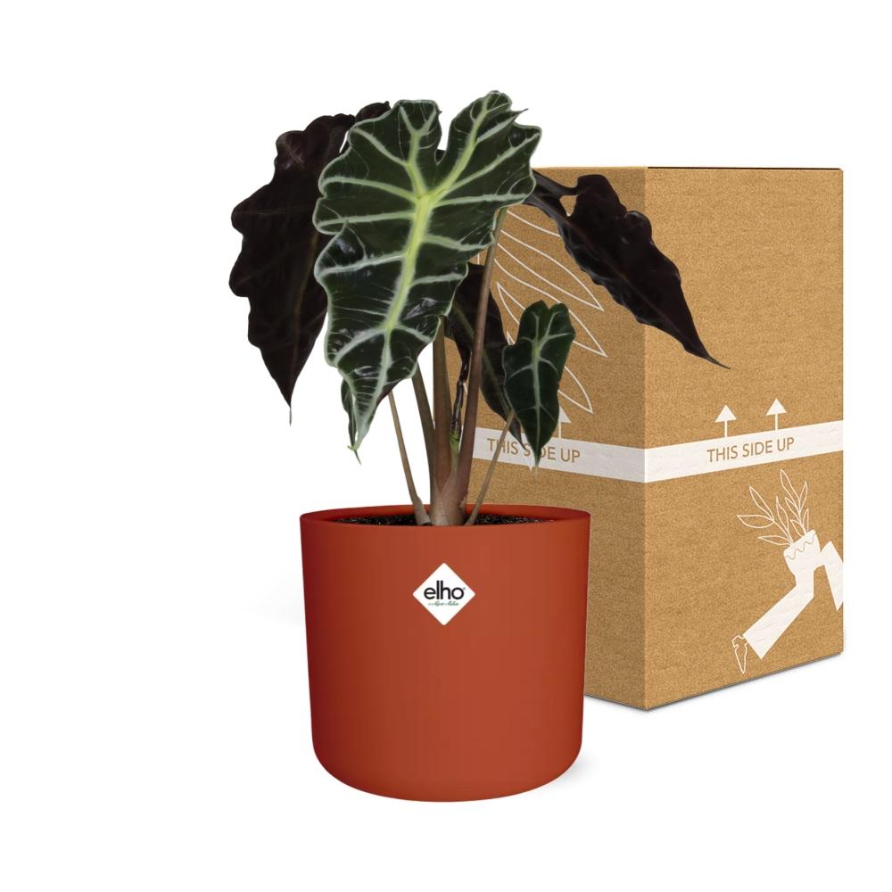 Alocasia ‘Polly’ – Tropische Eleganz im 14cm ELHO Topf