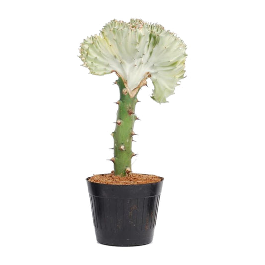Euphorbia lactea Cristata – Korallen-Kaktus, 30 cm