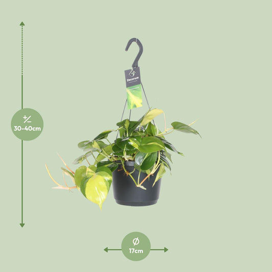 Philodendron Scandens Brasil – Pflegeleichte Hängepflanze Ø17cm