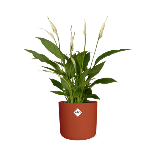 Friedenslilie Spathiphyllum 12 cm im ELHO b.for soft Rond Topf