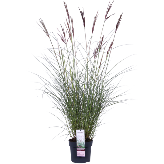 Miscanthus sinensis Ferner Osten – Dekoratives Ziergras Ø19cm