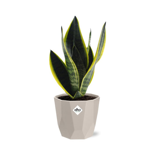 Sansevieria Futura Superba in ELHO b.for rock 14 cm warm grey