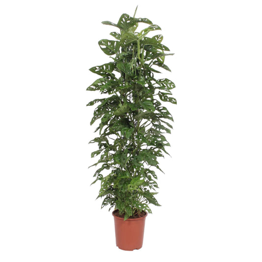 Monstera Monkey Leaf – Stylische & pflegeleichte Zimmerpflanze