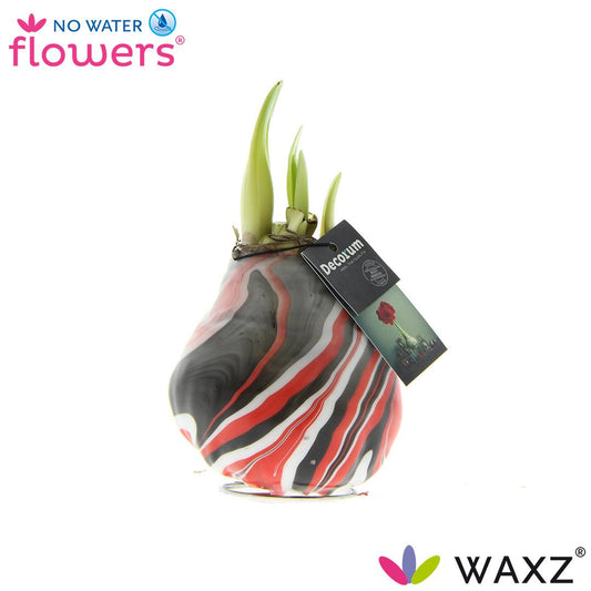 Amaryllis (Hippeastrum) im 7 cm Topf – Pflegeleicht & Elegant
