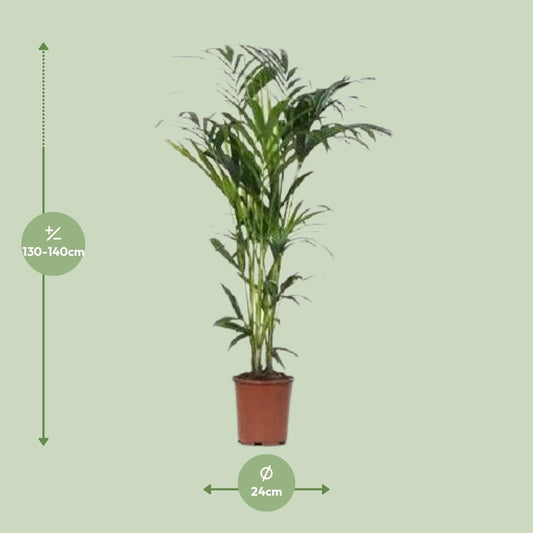 Howea Kentia-Palme Ø24cm – 140cm elegant & pflegeleicht