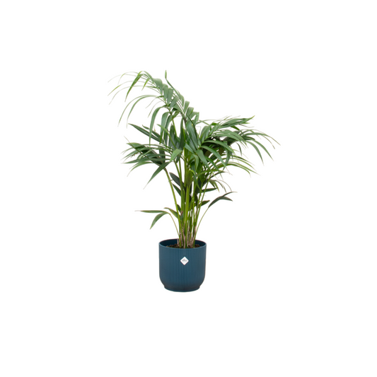 Kentia-Palme mit Elho Vibes Fold Round Topf Ø25 cm, 130 cm
