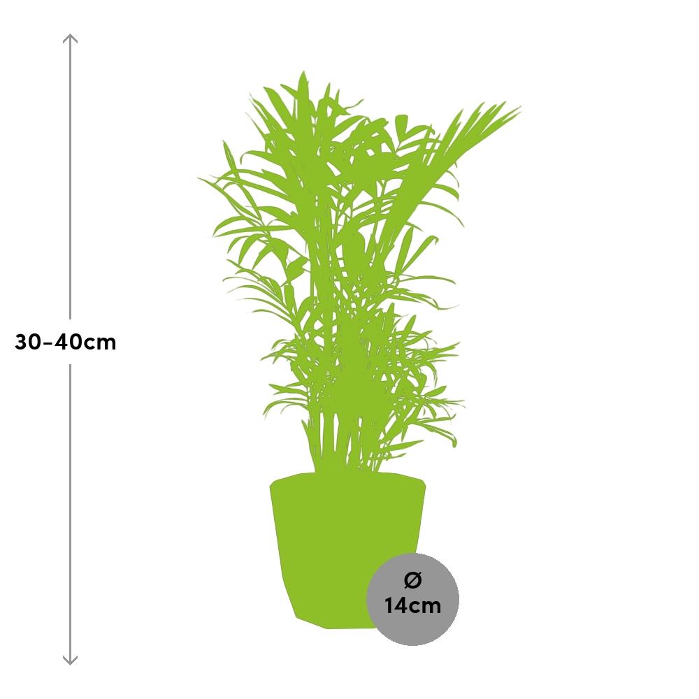 Chamaedorea Elegans – Zwergbergpalme im 14cm Topf