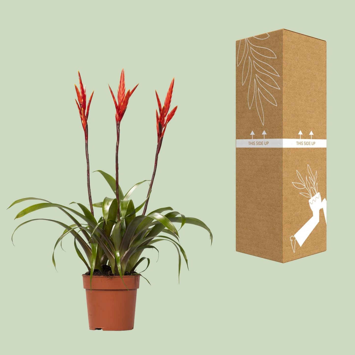Vriesea Elan Toef - Stilvolle, pflegeleichte Zimmerpflanze Ø12cm