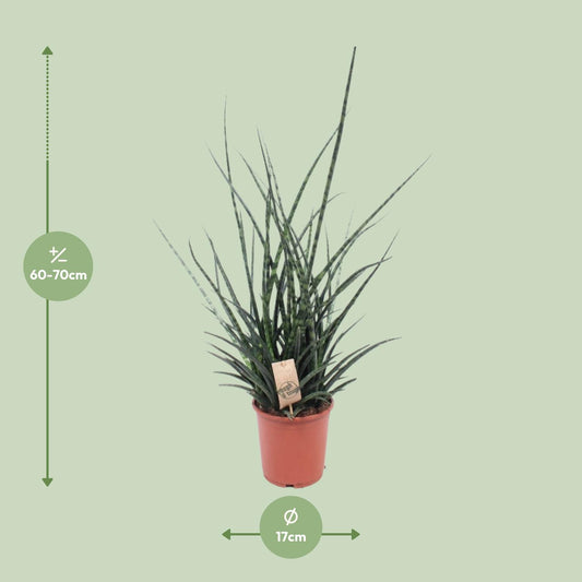 Sansevieria Fernwood Punk – Pflegeleichte Schwiegermutterzunge Ø17cm