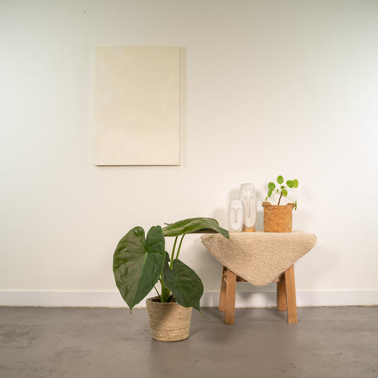 Alocasia Wentii Ø19cm – Elegantes Elefantenohr mit Korb Selin
