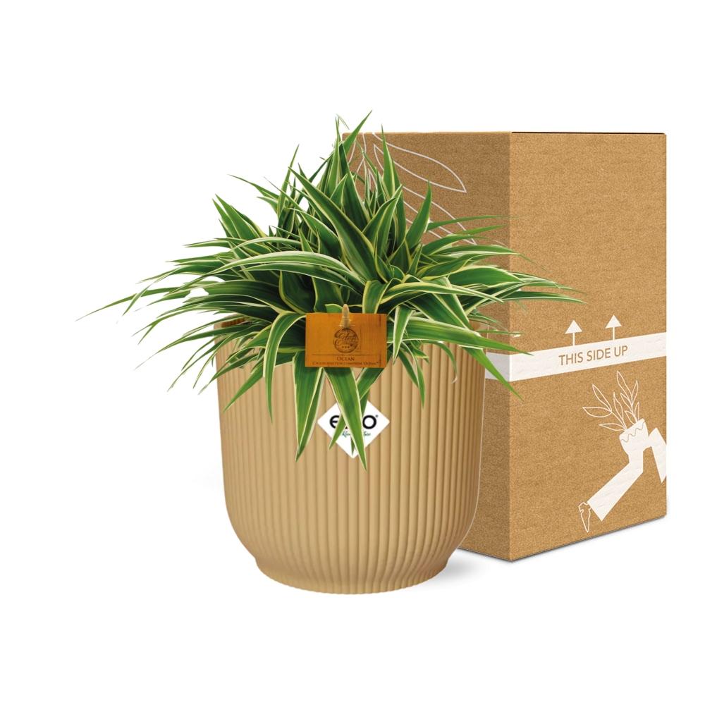 Chlorophytum Ocean 15cm in ELHO Vibes Fold 16cm Gelb