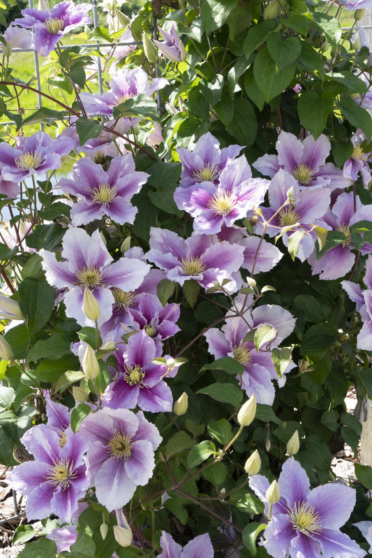 3x Clematis Piilu – Blühende Sommerpracht Ø15cm