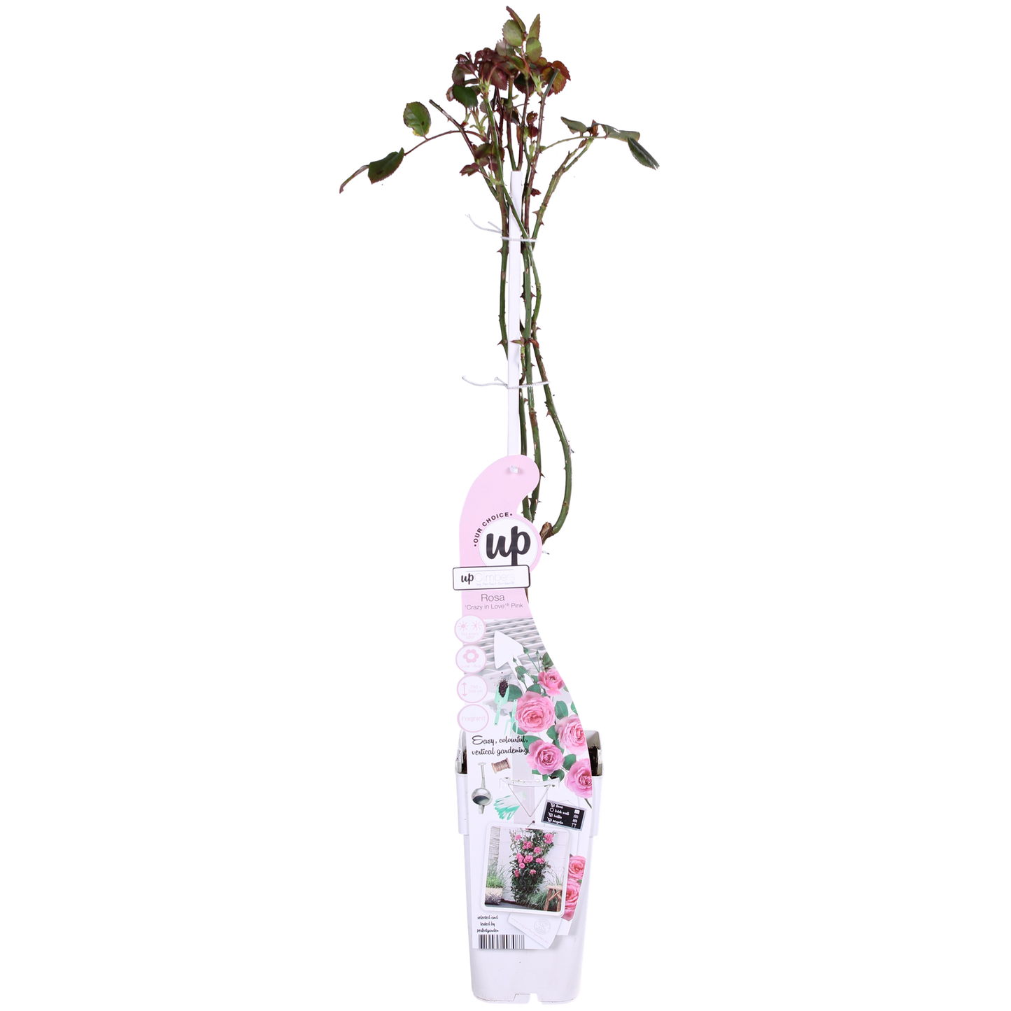 Rosa Crazy in Love 'Pink' – Kletterrose Ø15cm, ca. 65cm hoch