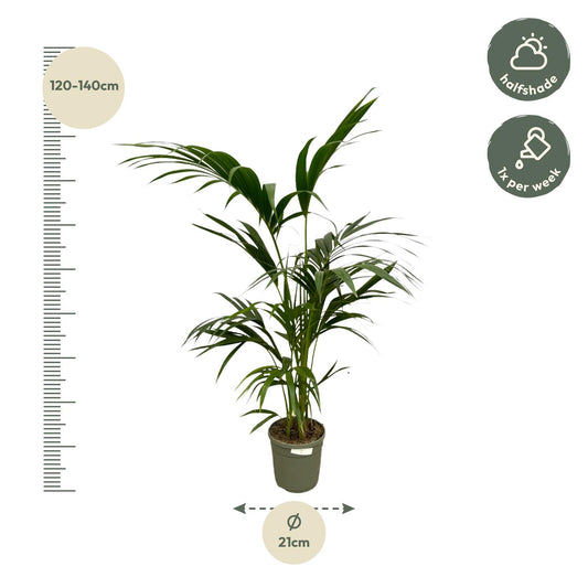Kentia-Palme – Elegante Zimmerpflanze 130 cm