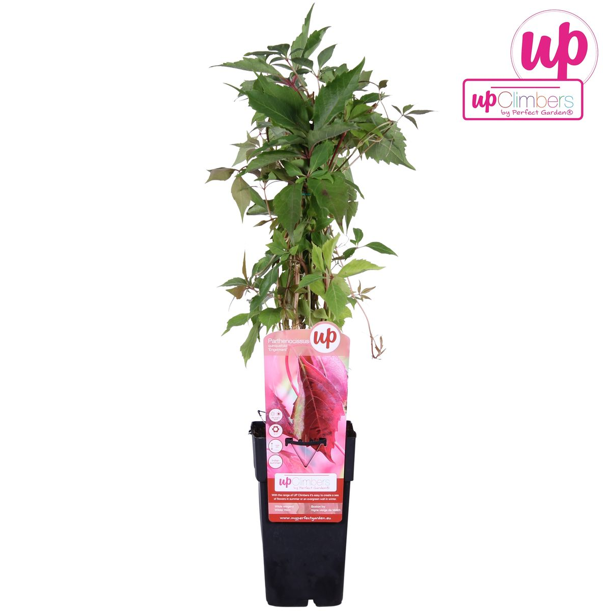 Parthenocissus quinquefolia 'Engelmannii' – pflegeleichte Kletterpflanze Ø15cm