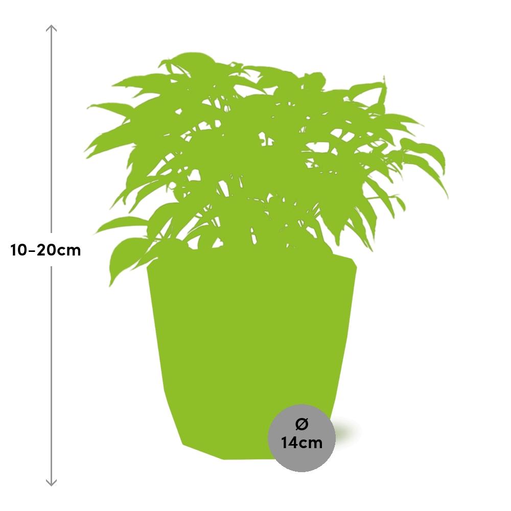 Ficus Benjamina Kinky im ELHO b.for rock Topf 14 cm warm grey