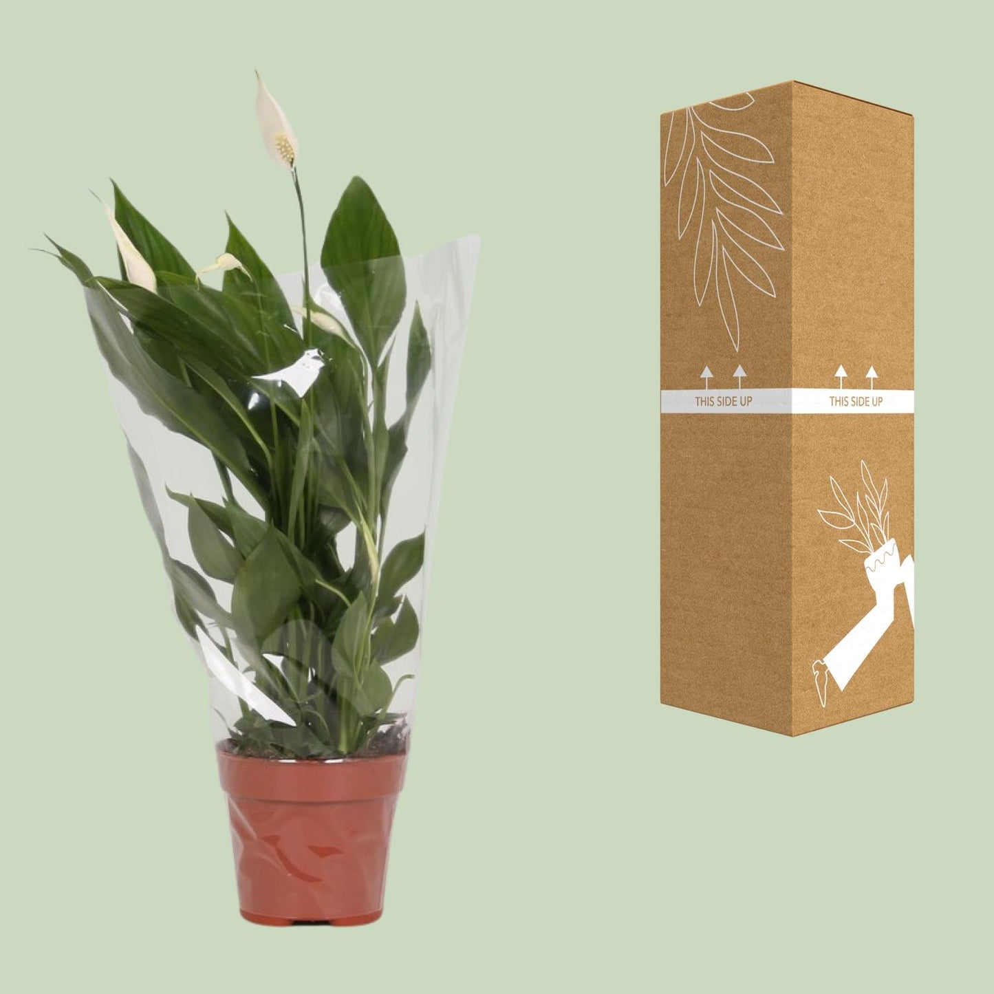 Spathiphyllum Alana – Elegante, pflegeleichte Zimmerpflanze Ø12cm
