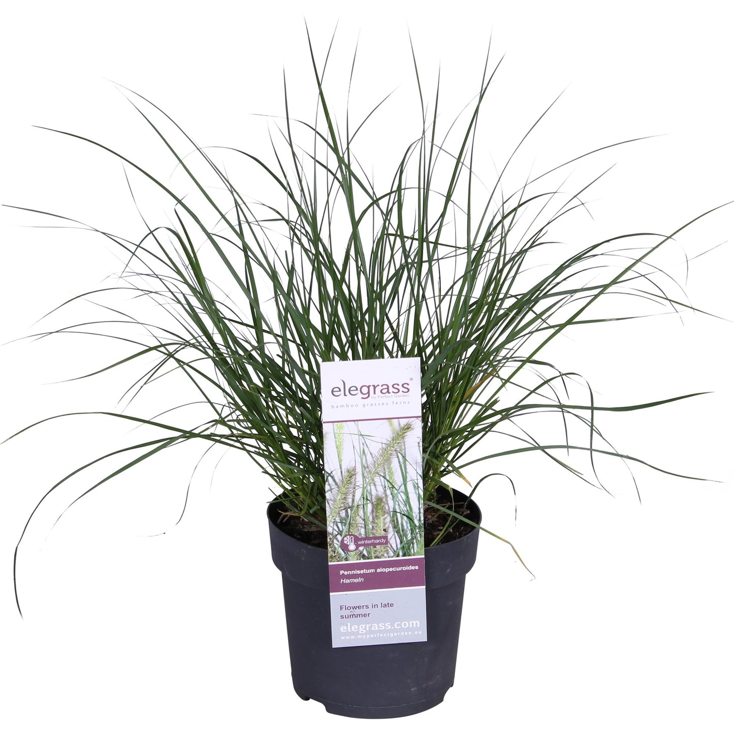 Pennisetum alopecuroides 'Hameln' – Pflegeleichtes Lampenputzergras