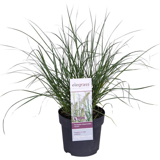 Pennisetum alopecuroides 'Hameln' – Pflegeleichtes Lampenputzergras
