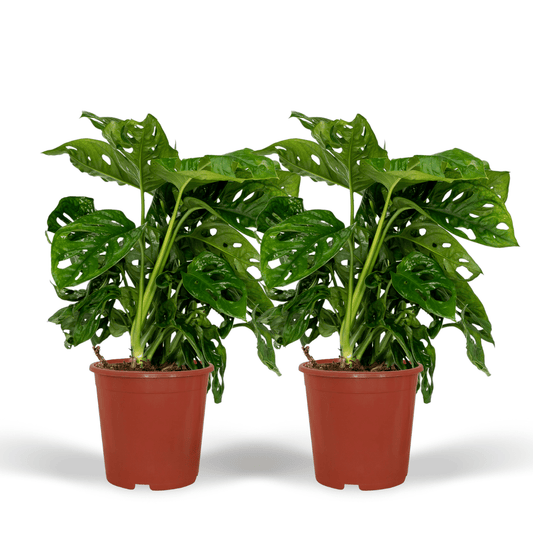 2x Monstera Monkey Leaf – Pflegeleichte Lochpflanzen 30cm