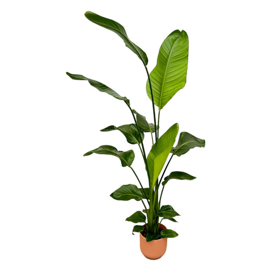 Strelitzia Nicolai mit elho Vibes Fold Round Topf - 130 cm