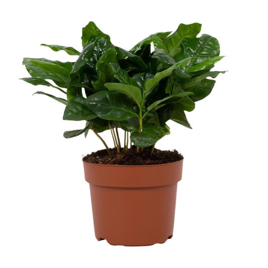 Coffea Arabica – Pflegeleichte Kaffeepflanze im 12 cm Topf