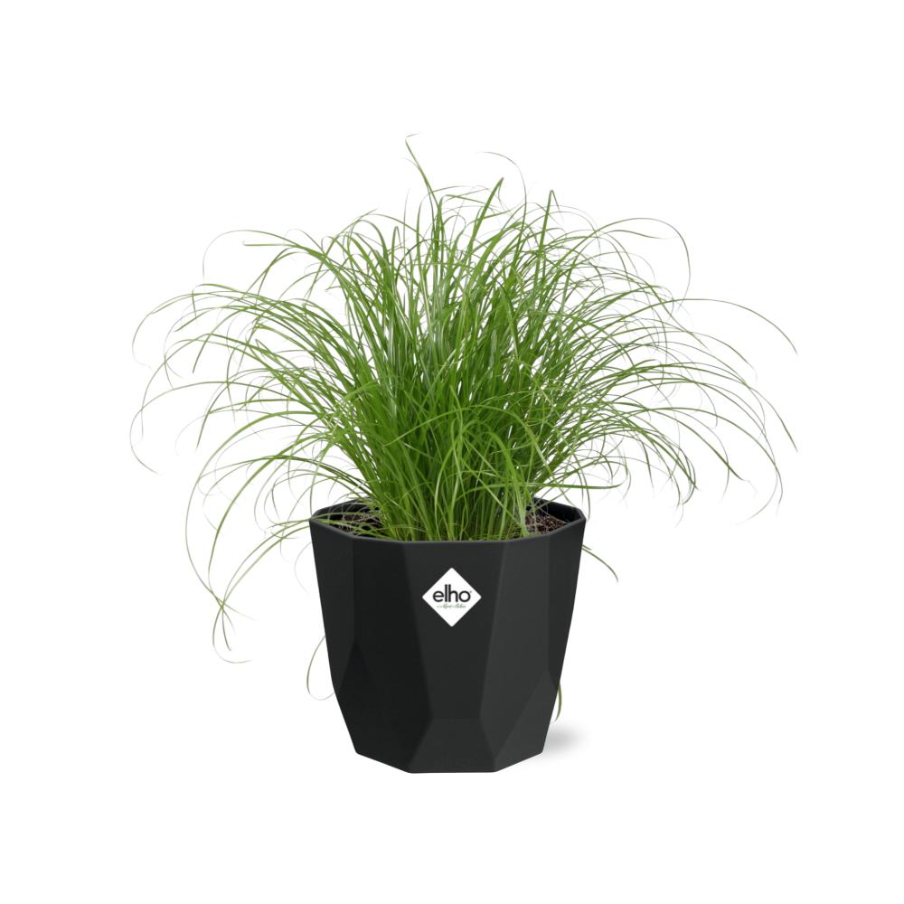 Cyperus Alternifolius Zumula – Pflegeleichtes Schirmgras im schwarzen Topf