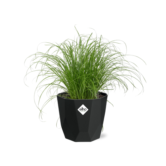 Cyperus Alternifolius Zumula – Pflegeleichtes Schirmgras im schwarzen Topf