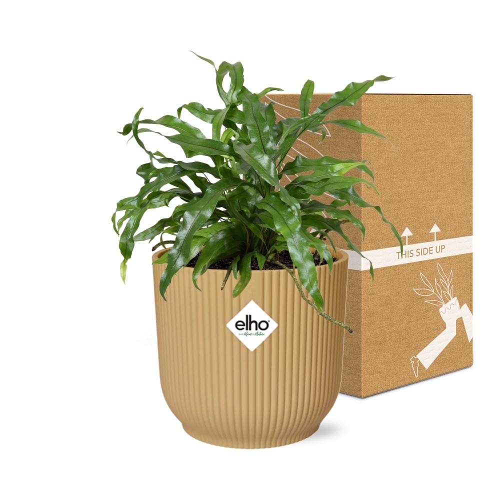 Känguru-Farn (Microsorum Diversifolium) in ELHO Vibes Fold 14cm gelb