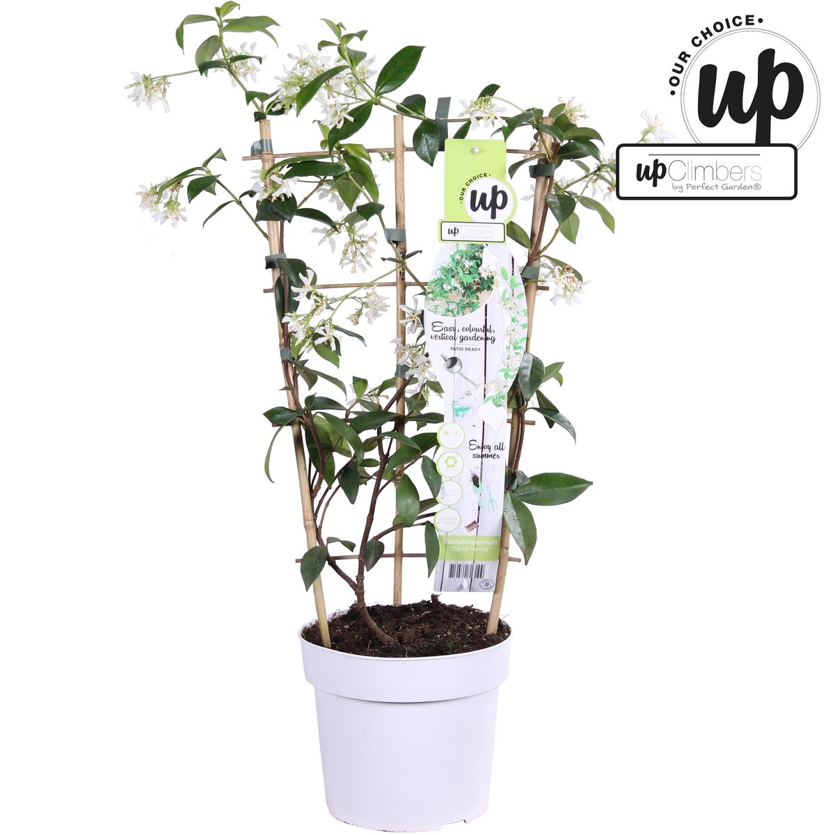 Trachelospermum 'Star of Venice' – Toskanischer Jasmin Weiß Ø15cm