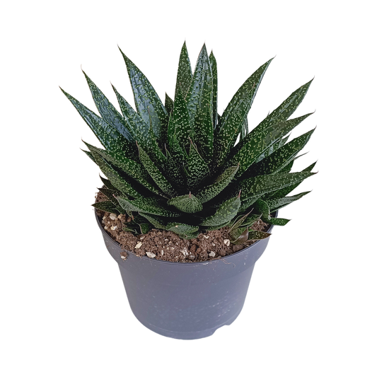 Gasteria 'd Due – Pflegeleichte Zimmerpflanze 17 cm