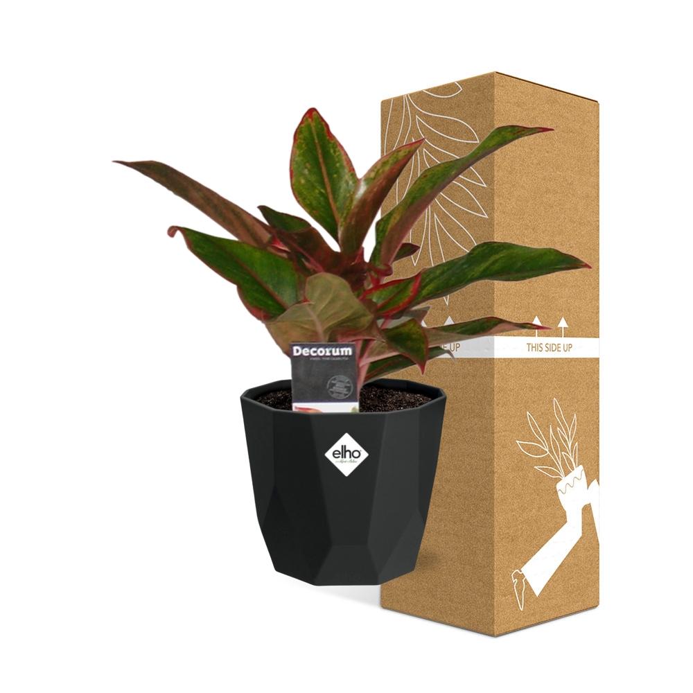 Aglaonema Crete – Pflegeleichte Zimmerpflanze im 14cm Topf