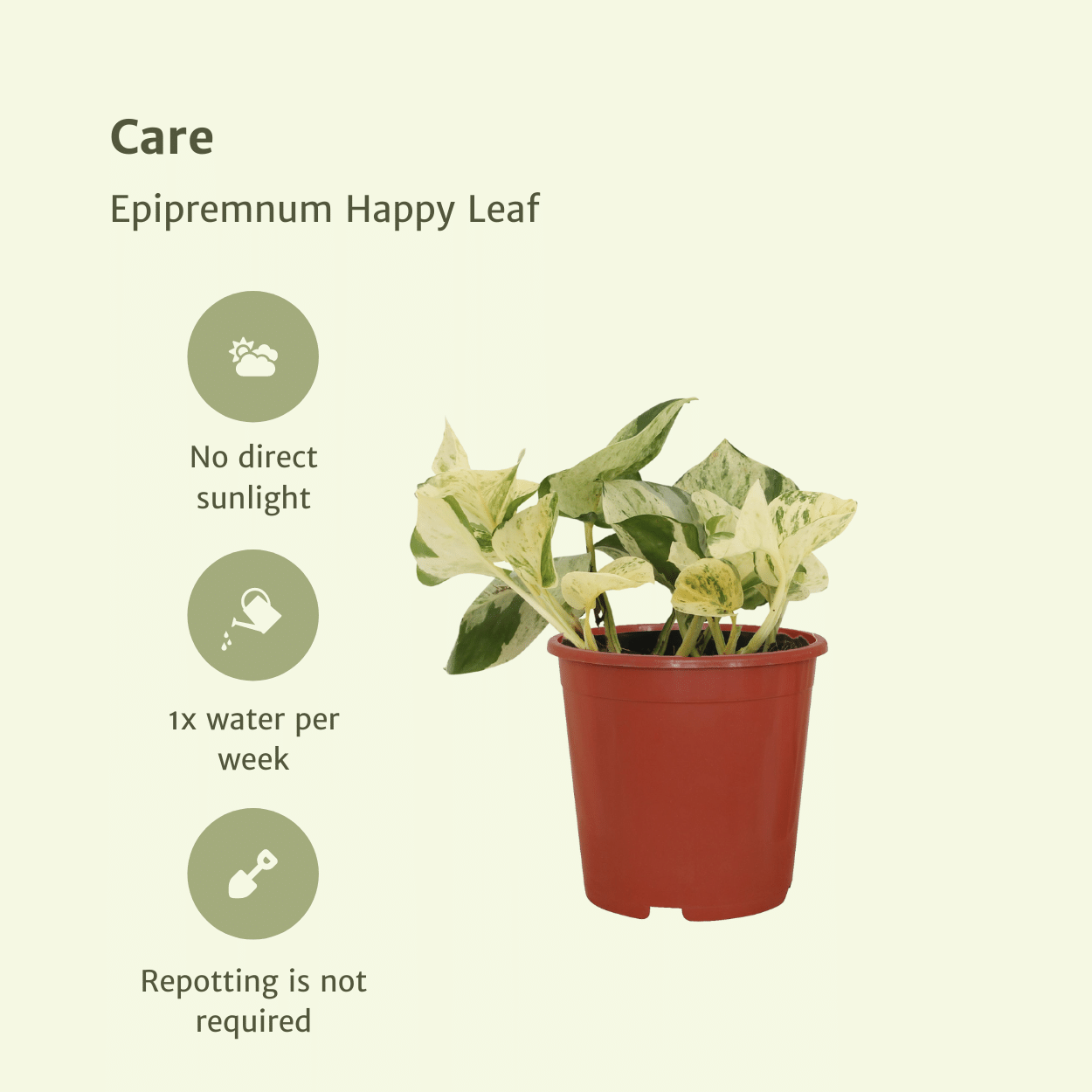 4x Epipremnum Happy Leaf – pflegeleichte Hängepflanze 15cm