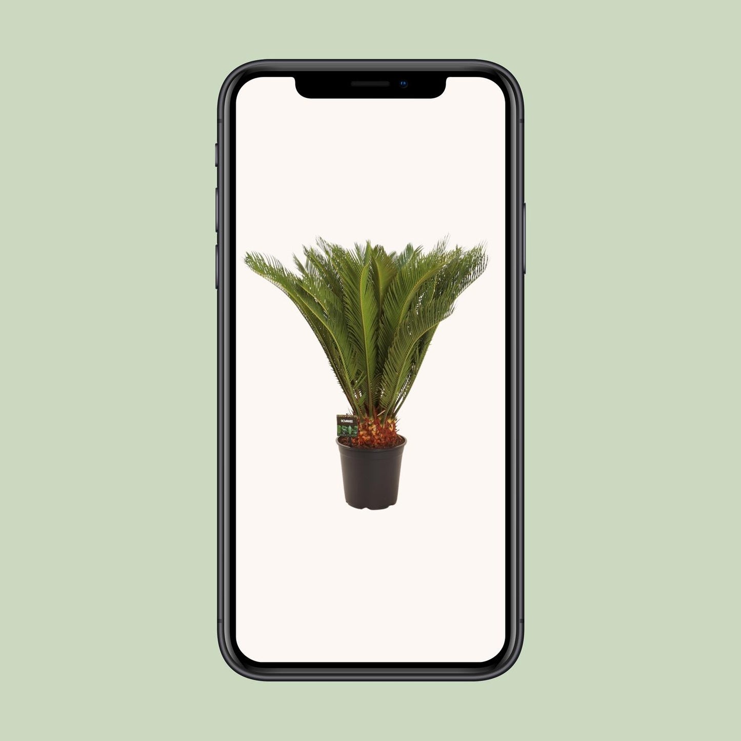 Cycas Revoluta - Pflegeleichte Farnpalme Ø24 cm, 90 cm hoch